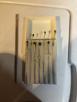 IMG_0034.jpeg