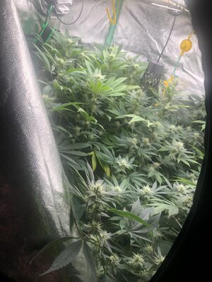 IMG_0044.jpeg