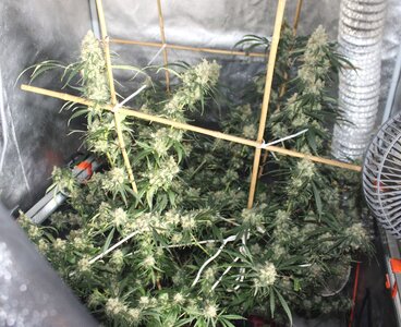 May 13 3x3 straw purp.JPG