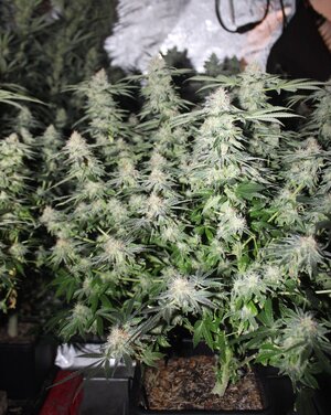 May 13 Blue dream 7w.JPG