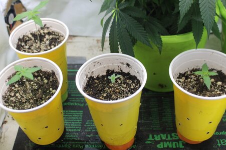 May 13 Lemon Lava Lime sprouts.JPG