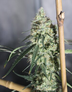 May 13 Straw Purp 2.JPG