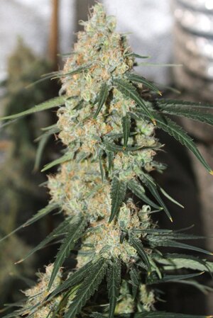 May 13 Straw Purp.JPG