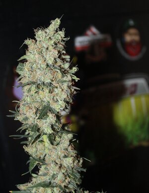 May 15 straw purp 2.JPG May 15 straw purp 2.JPG