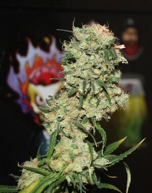 May 15 straw purp lower.JPG May 15 straw purp lower.JPG