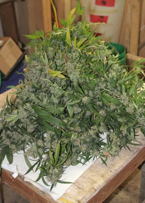 May 15 straw purp pile.JPG May 15 straw purp pile.JPG