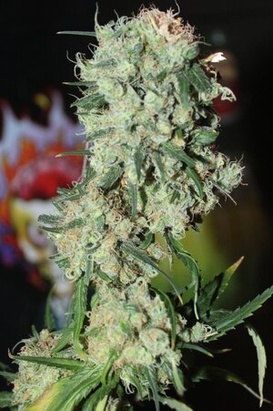 May 15 straw purp1.JPG May 15 straw purp1.JPG