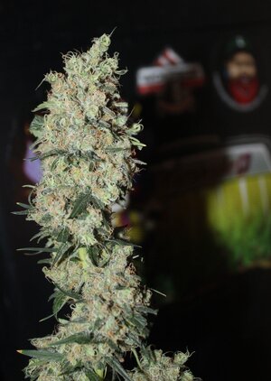 May 15 straw purp3.JPG May 15 straw purp3.JPG