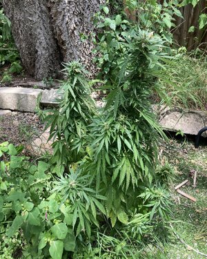 IMG_4139[1].jpeg
