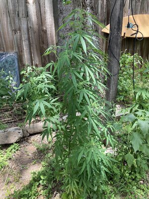 IMG_4143[1].jpeg