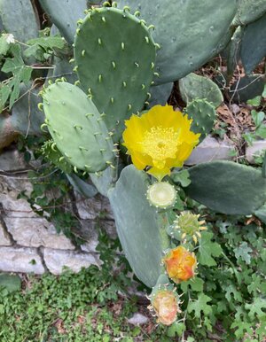 IMG_4137[1].jpeg