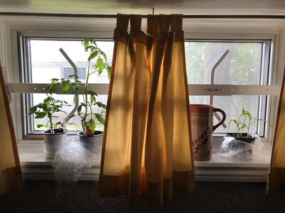IMG_0130.jpeg