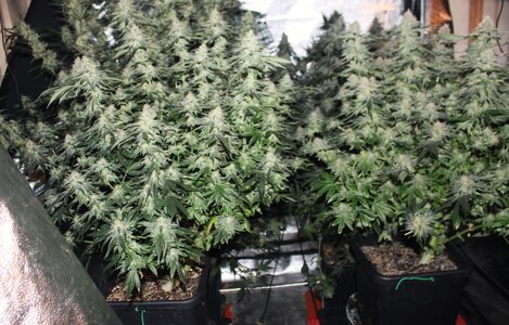 May 19 Blue Dream sisters.JPG