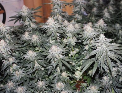 May 19 Blue Dream.JPG