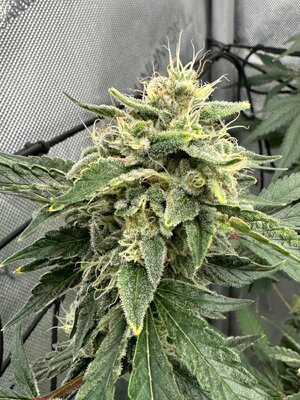 IMG_9810.jpeg