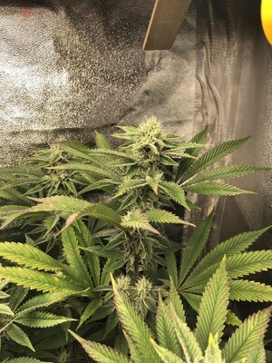IMG_0154.jpeg