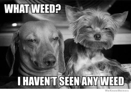 dog-weed-meme-700px.jpg