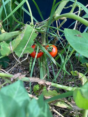 IMG_4234[1].jpeg