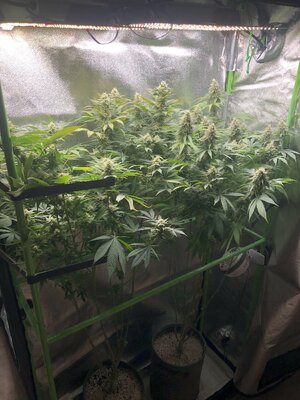 IMG_0243.jpeg