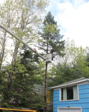 Tree being cut.JPG