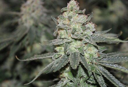 June 8 Blue Dream 2.JPG June 8 Blue Dream 2.JPG