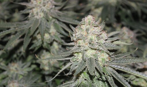 June 8 Blue Dream.JPG June 8 Blue Dream.JPG