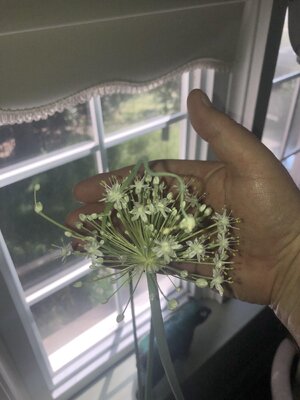IMG_0558.jpeg