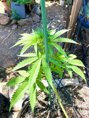 IMG_5269.jpeg