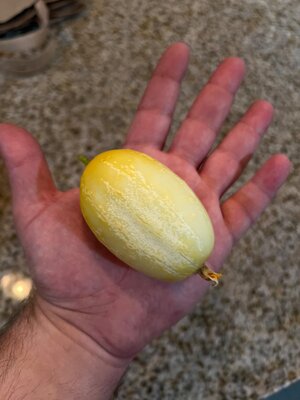 IMG_7037.jpeg
