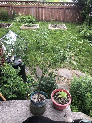 IMG_0672.jpeg IMG_0672.jpeg