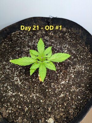 Day 21 - OD #1 - 1.jpg