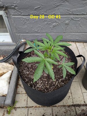 Day 28 - OD #1 (1).jpg