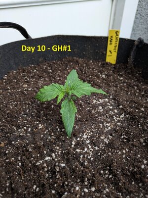 Day 10 - GH #1.jpg