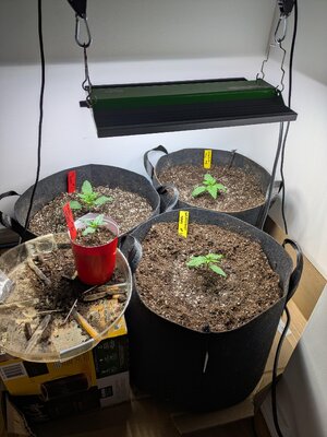 Week 4 - The setup.jpg