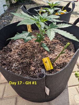 Day 17 - GH #1 (1).jpg