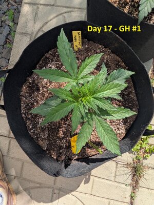 Day 17 - GH #1.jpg
