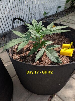 Day 17 - GH #2 (1).jpg