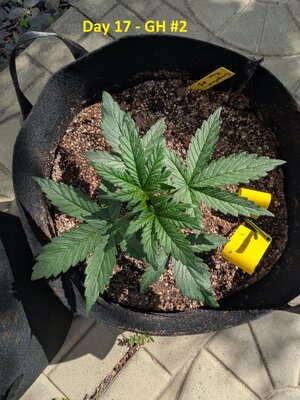 Day 17 - GH #2.jpg