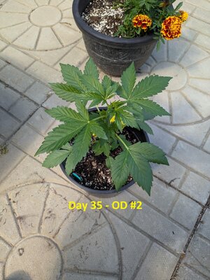 Day 35 - OD #2.jpg