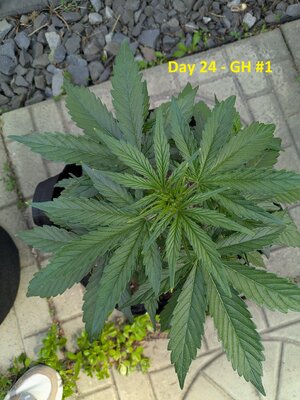 Day 24 - GH #1.jpg