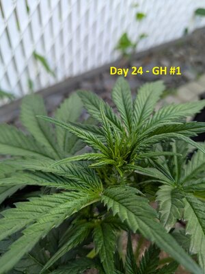 Day 24 - GH #1 (3).jpg
