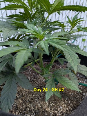 Day 24 - GH #2 (2).jpg