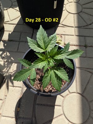 Day 28 - OD #2.jpg