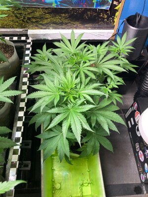 IMG_4375[1].jpeg