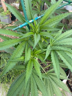 IMG_5395.jpeg