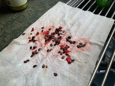 IMG_4472[1].jpeg