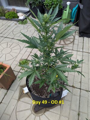 Day 49 - OD #1.jpg