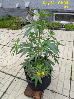 Day 31 - GH #1.jpg