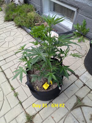 Day 31 - GH #2 (2).jpg