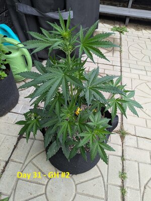 Day 31 - GH #2.jpg